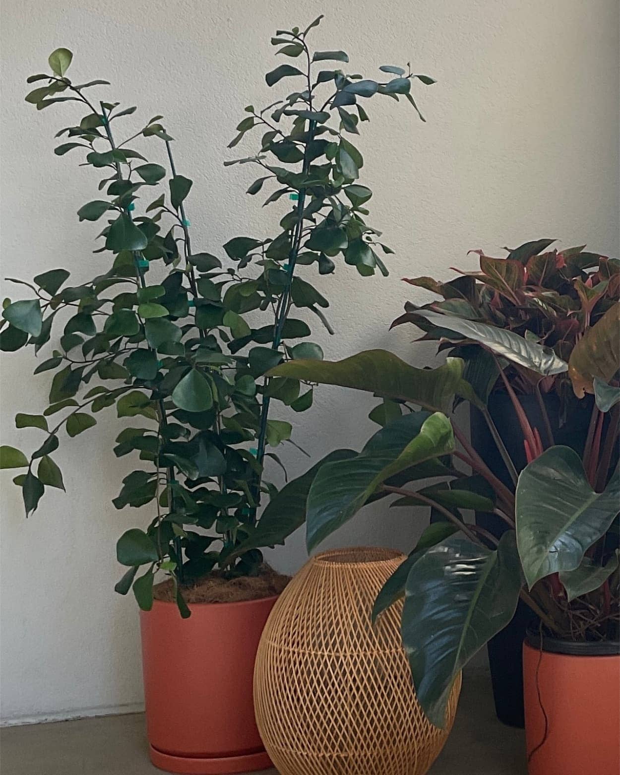 Grouping of Ficus triangular, Philodendron 'Congo Rojo' and Aglaonema on shaded patio