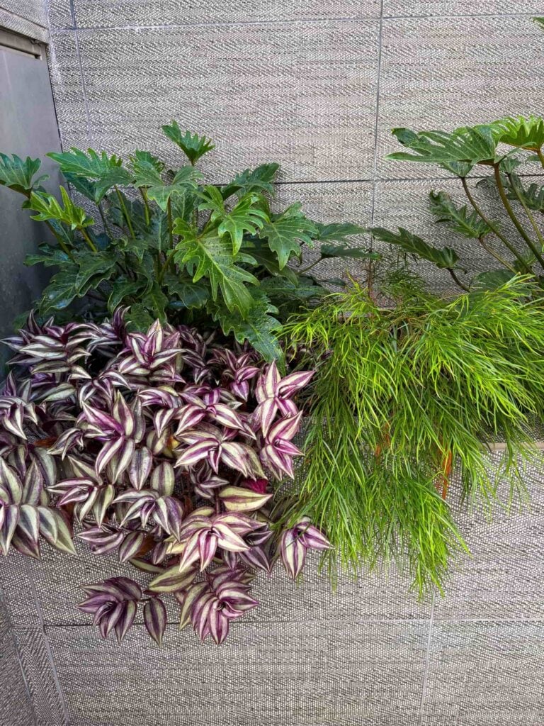Grouping of Philodendron sellout, Acacia 'Cousin Itt' and Tradescantia zebrina for an outdoor patio wall planter