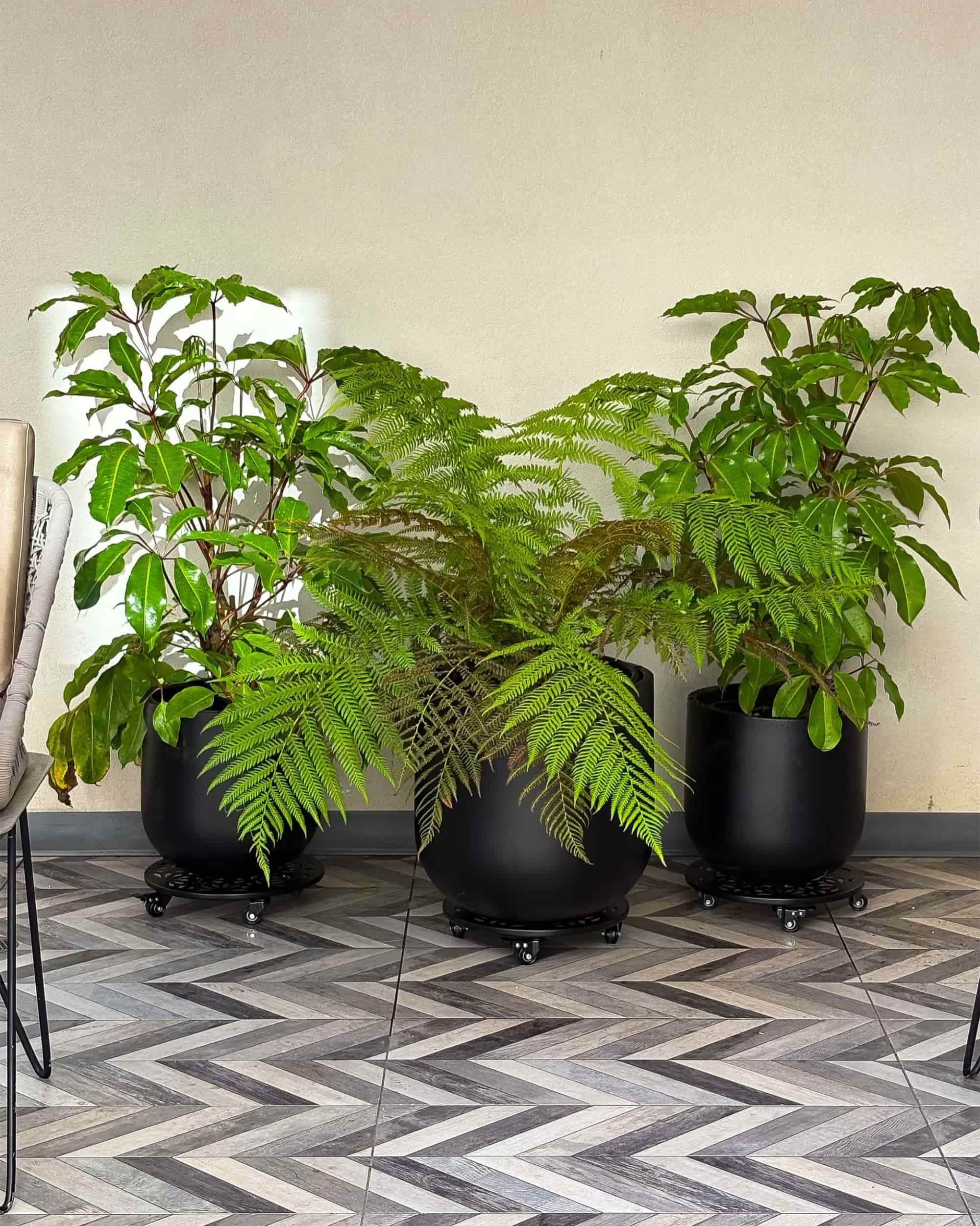 Grouping of Cyathea cooperi and Tupidanthus calyptratus
